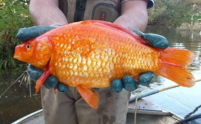 Person wearing gloves holding a giant bright orange fish, showcasing one of the giant animals hard to believe are real.
