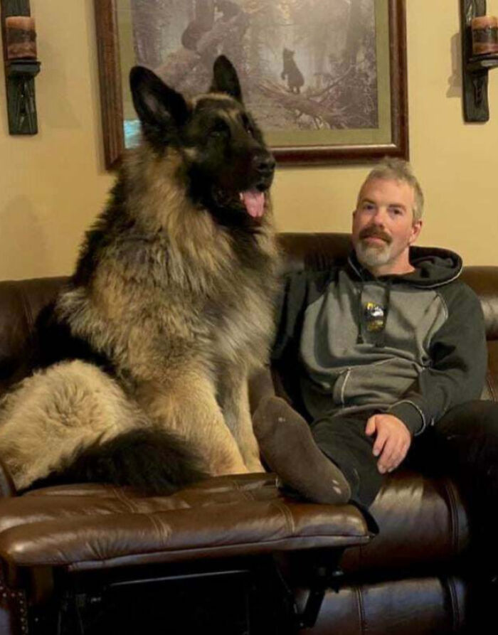 A giant fluffy dog sitting on a couch next to a man, showcasing one of the largest animals so giant it's hard to believe.