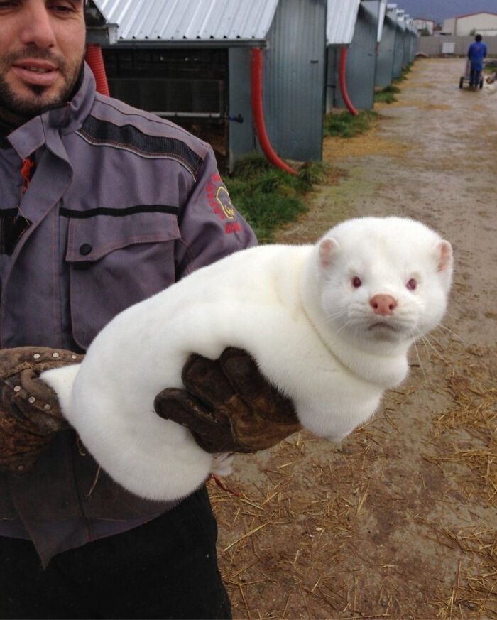 Man wearing gloves holding a large white ferret on a farm path with animal shelters in the background.
