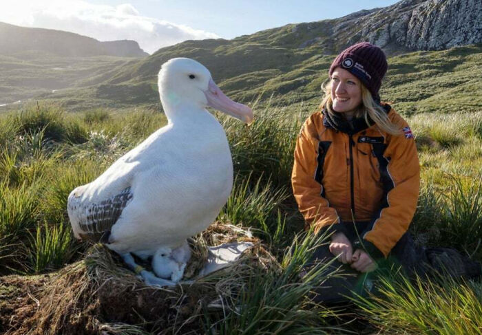 A giant albatross sitting on a nest with chicks, next to a smiling woman in outdoor gear in grassy terrain.