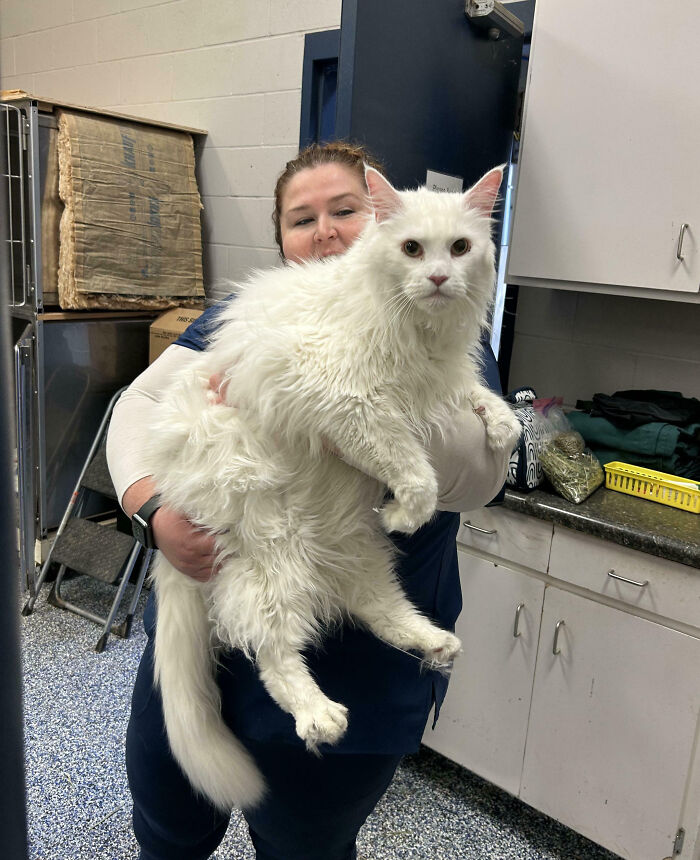 A person holding a giant white fluffy cat, showcasing one of the largest animals so giant it's hard to believe real.