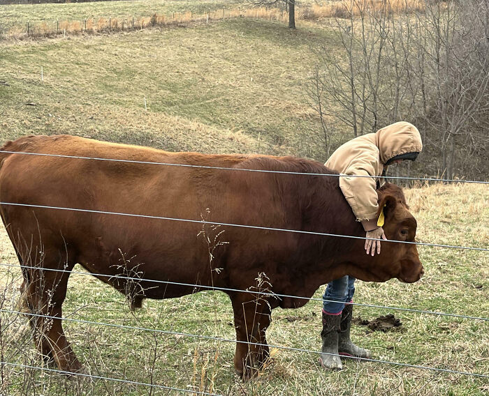 Person in a hooded jacket petting a giant brown cow in a grassy field behind a wire fence, showcasing a giant animal.