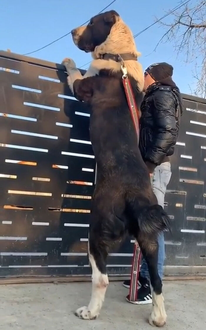 Giant dog standing on hind legs beside person, showcasing one of the largest animals so giant it’s hard to believe they are real.