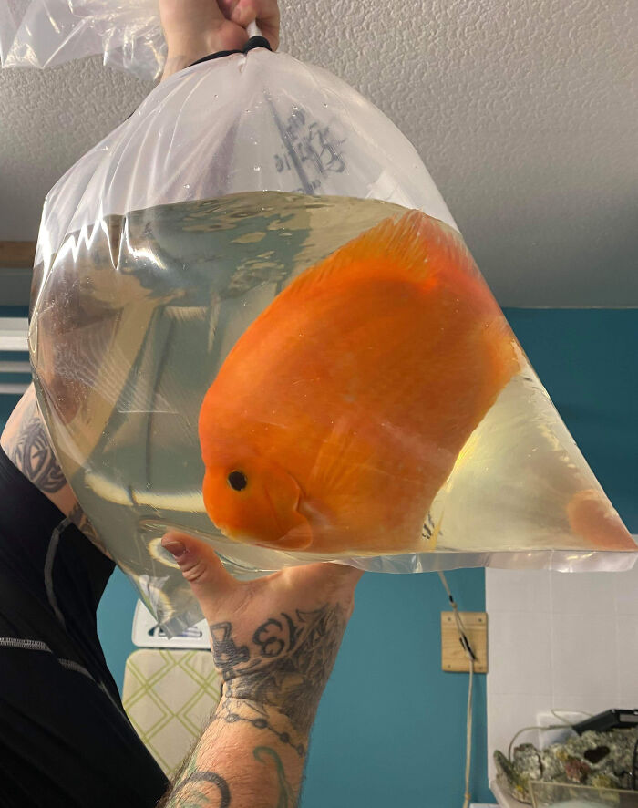 Bright orange giant fish in a plastic bag held by tattooed hand, showcasing one of the giant animals hard to believe are real.
