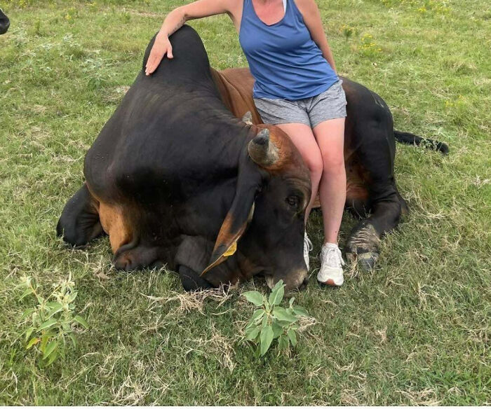 Person sitting beside a giant resting bull on grass, showcasing one of the giant animals hard to believe are real.