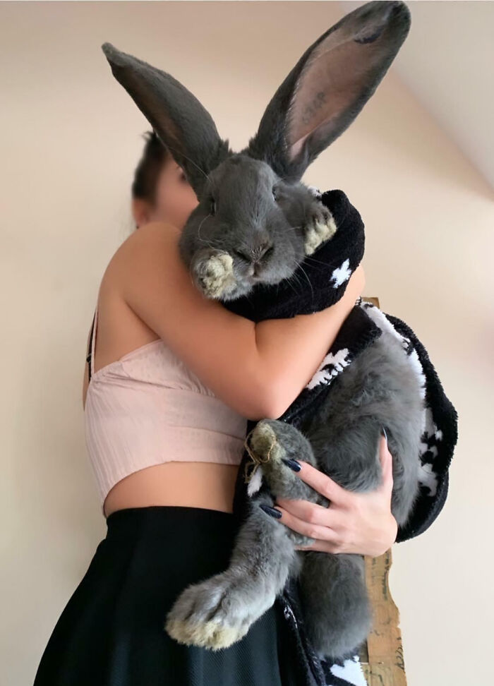 Person holding a giant gray rabbit wrapped in a black star-patterned blanket demonstrating giant animals hard to believe are real.