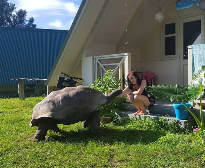 Giant tortoise interacting with a woman outside a house, showcasing one of the rare giant animals hard to believe are real.