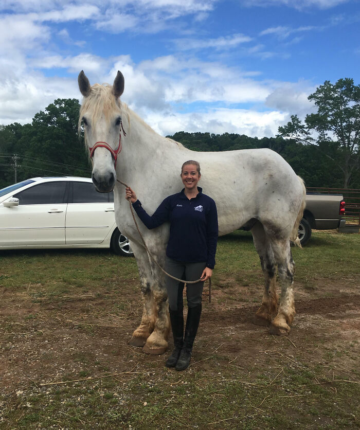 A giant horse standing next to a woman, showcasing one of the largest animals so giant it’s hard to believe it’s real.