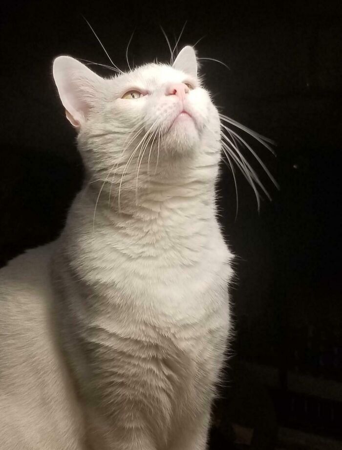 White cat with soft lighting and dark background, captured in a photo resembling a Renaissance masterpiece moment.