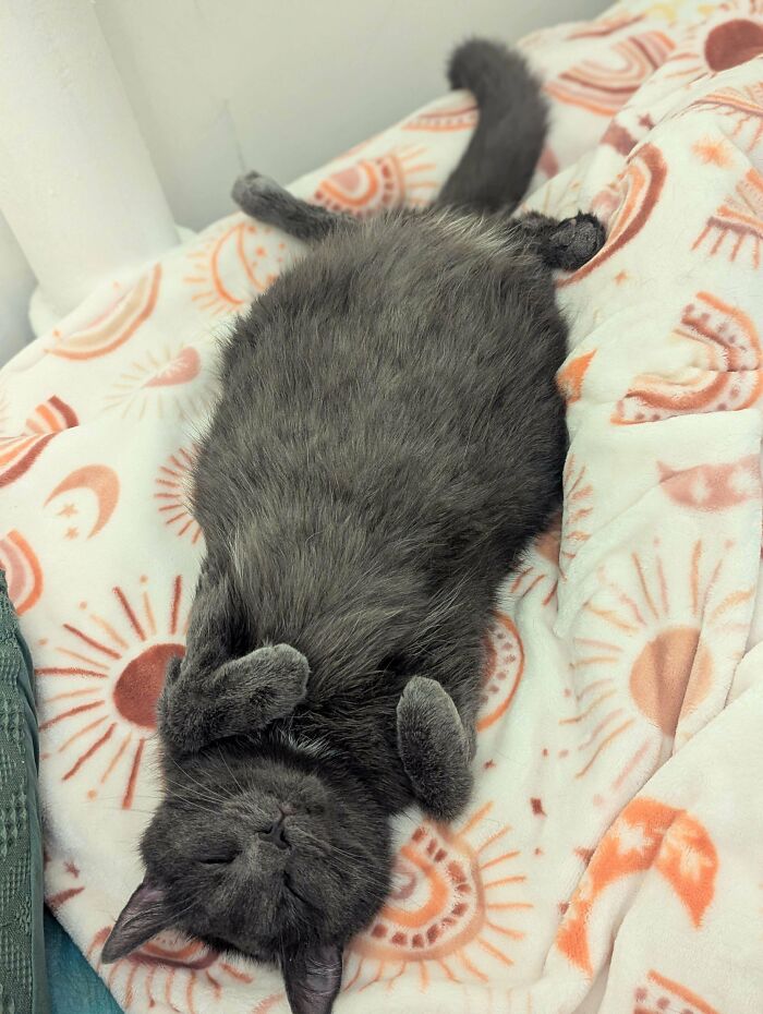 Gray adopted cat lying on its back on a patterned blanket, one of the adorable adopted animals who rescued their humans.