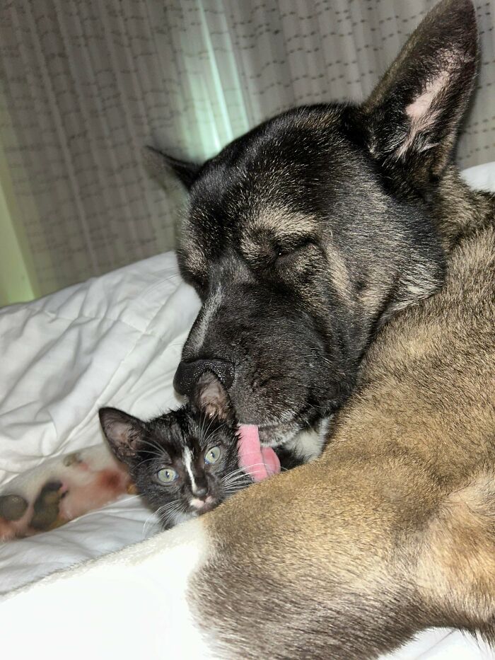 Large dog licking a small black and white kitten while resting on a bed showing adorable adopted animals.