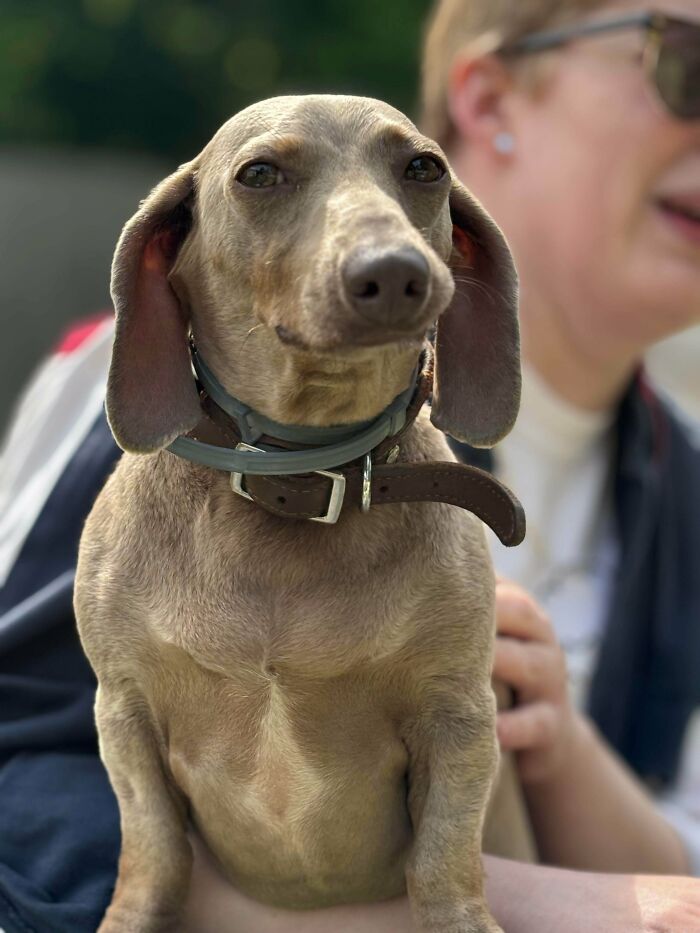 Adopted dachshund with a collar sitting on a person's lap, highlighting adorable adopted animals rescuing their humans.