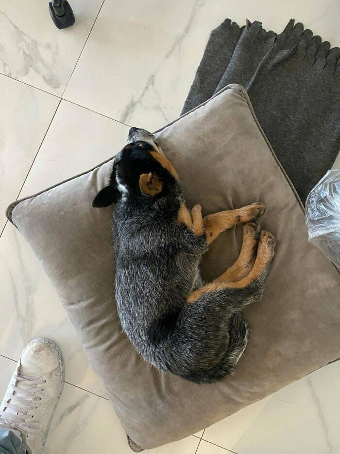 Small adopted dog sleeping curled up on a gray cushion, showcasing adorable adopted animals from recent rescues.