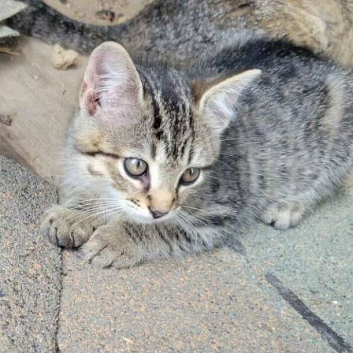 Adopted tabby kitten resting on stone pavement showcasing adorable rescued animals this month