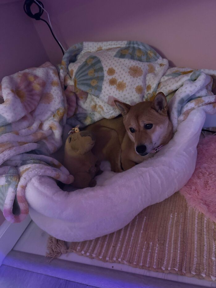 Shiba Inu dog resting in a cozy bed with blankets, one of the adorable adopted animals who rescued their humans.