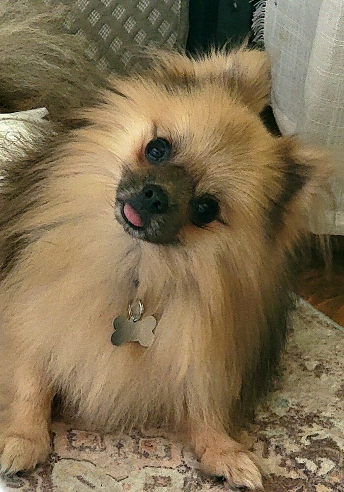 Fluffy adopted dog with tongue out, wearing a bone-shaped tag, posing indoors on a patterned rug, adorable rescue animal.