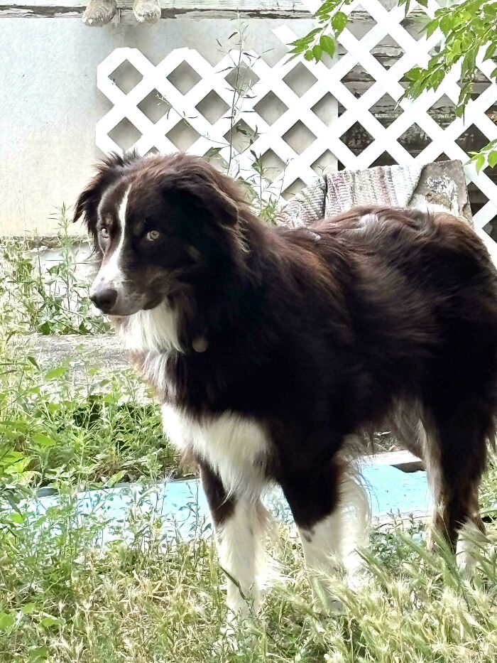Black and white adopted dog standing in a grassy yard with a lattice fence in the background, showcasing rescued animals.