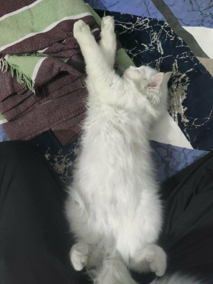 White fluffy adopted cat stretching between person's legs on a patterned floor with folded blankets nearby.