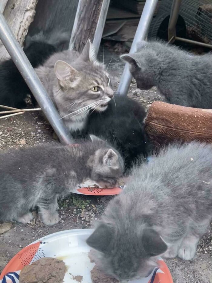 Several adorable adopted kittens and a cat eating together outdoors, showcasing rescued animals this September.