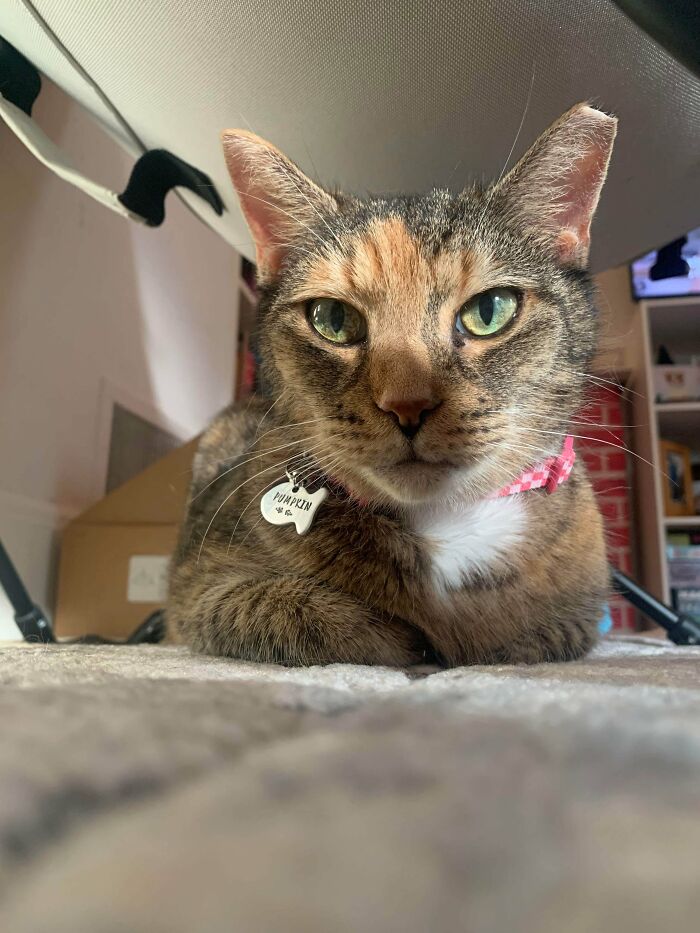 Close-up of an adorable adopted cat with green eyes wearing a collar and tag, relaxing indoors in a cozy home.