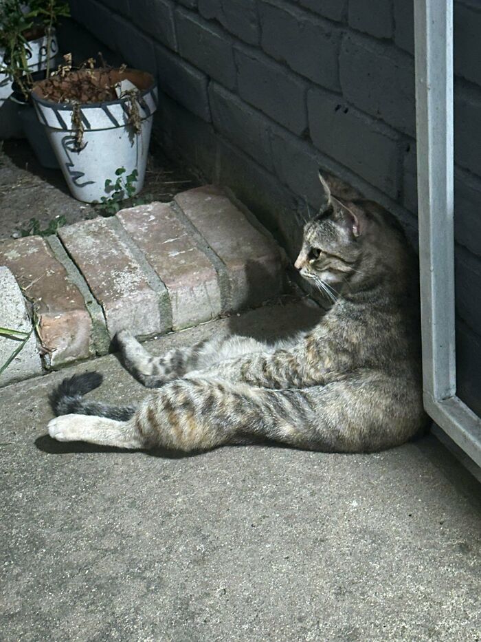 Tabby cat lounging outdoors near a brick step and wall, one of the adorable adopted animals rescuing their humans.