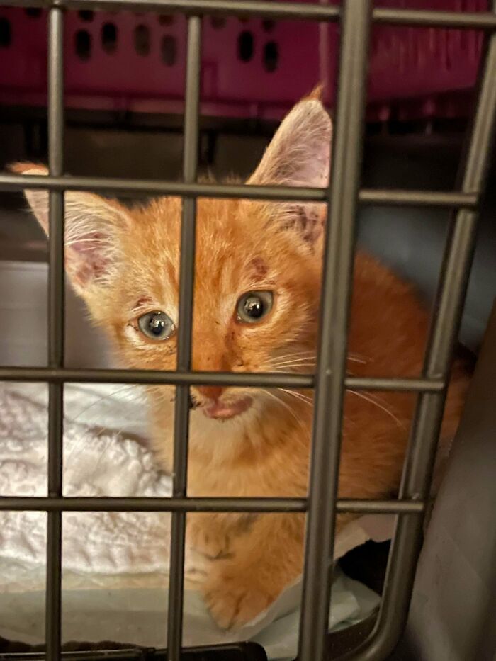 Orange kitten with bright eyes inside a cage, one of the adorable adopted animals rescuing their humans this month.