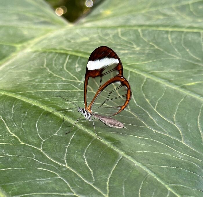 Transparent-winged butterfly resting on a large green leaf, illustrating nature's calm contrasts outside a Danish prison cell.