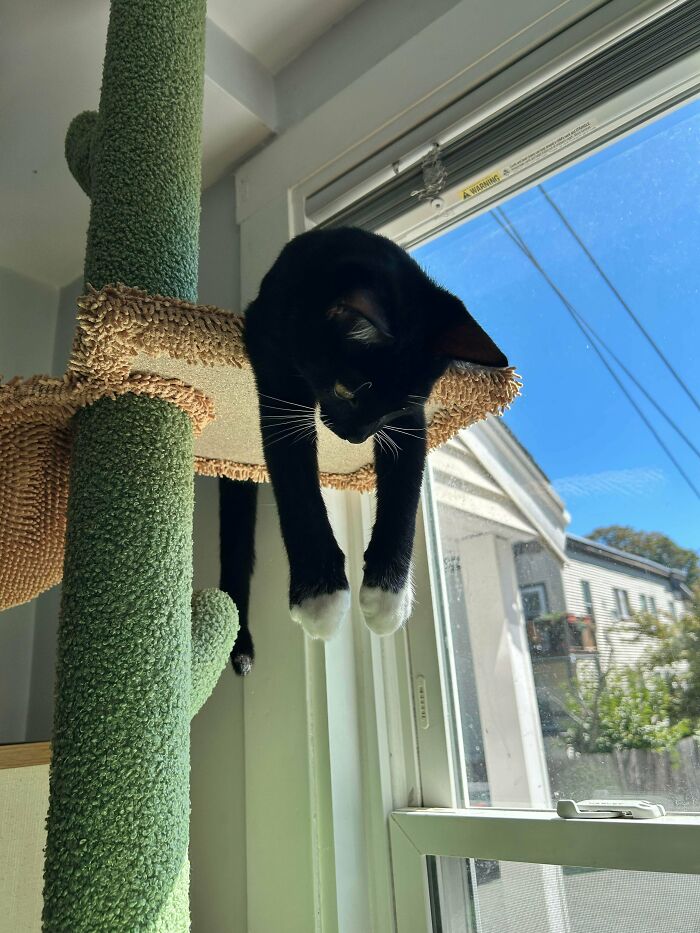 Black and white adopted cat lounging on a cactus-shaped cat tree by the window, enjoying a sunny day indoors.