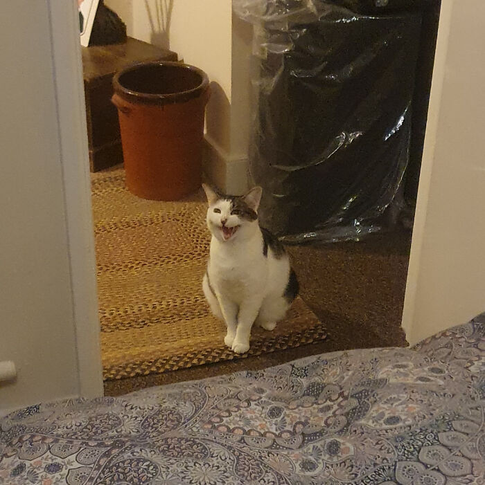 Cat with white and gray fur sitting on a rug in a hallway, appearing to be meowing loudly indoors.