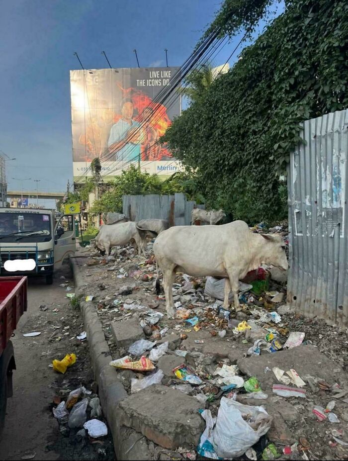 Cows scavenging in a littered urban street, reflecting the $58 billion ghost city and urban hell environment.