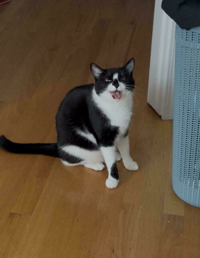 Black and white cat mid-meow, sitting on a wooden floor near a blue woven basket, showing expressive feline meows.