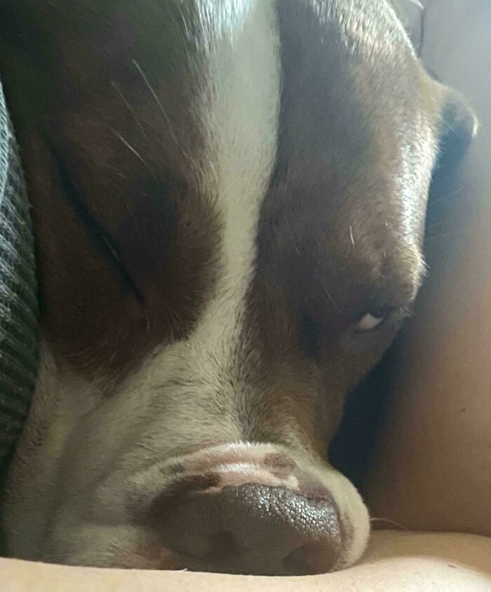 Close-up of a goofy dog with one eye open, showcasing the humorous side of hilarious dogs being their goofy selves.