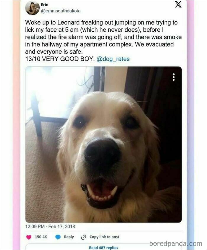 Heartwarming post showing a golden retriever alerting owner to fire alarm, demonstrating loyal and caring pet behavior.
