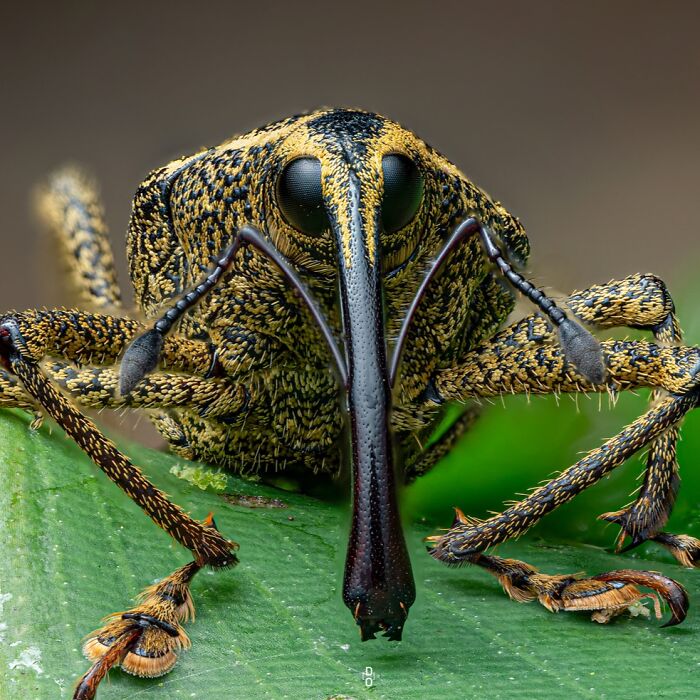 Macro photo of a detailed insect with textured patterns on its body and large eyes perched on a green leaf.