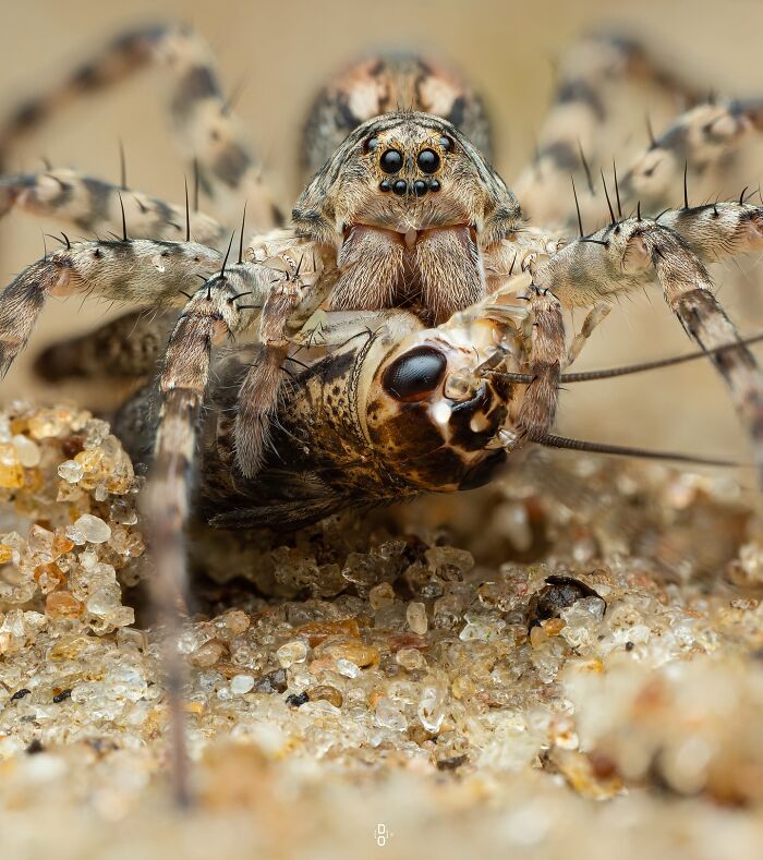 41 Incredible Macro Photos That Make You See Insects Like Never Before 