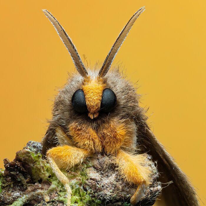 Close-up macro photo of a fuzzy insect with detailed antennae and large black eyes against a yellow background.