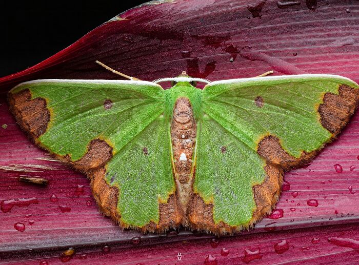 Close-up macro photo of a green moth resting on a wet purple leaf showcasing insect details vividly.