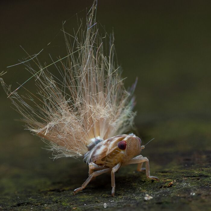Macro photo of an insect with delicate, feathery wings standing on a dark, textured surface in natural light.