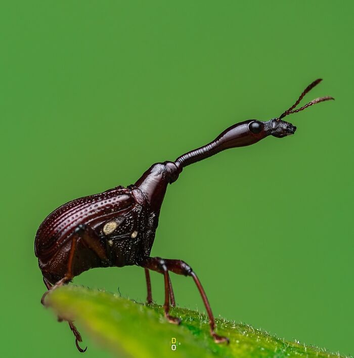 Macro photo of an unusual insect with a long neck and detailed body texture on a green leaf background.