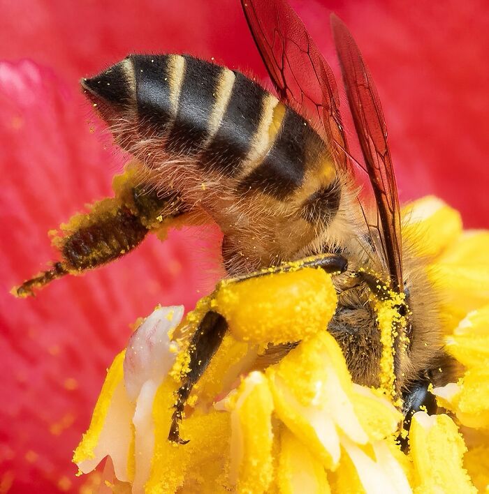 Close-up macro photo of a bee covered in pollen on a flower showcasing detailed insect features and textures.