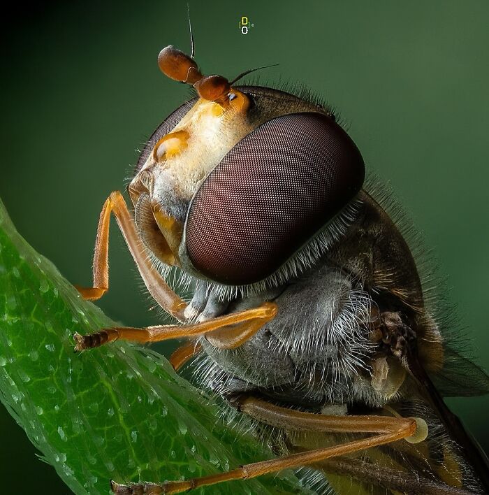 Extreme macro photo of an insect showing detailed eyes, hair, and legs on a green plant surface, revealing insect features clearly.
