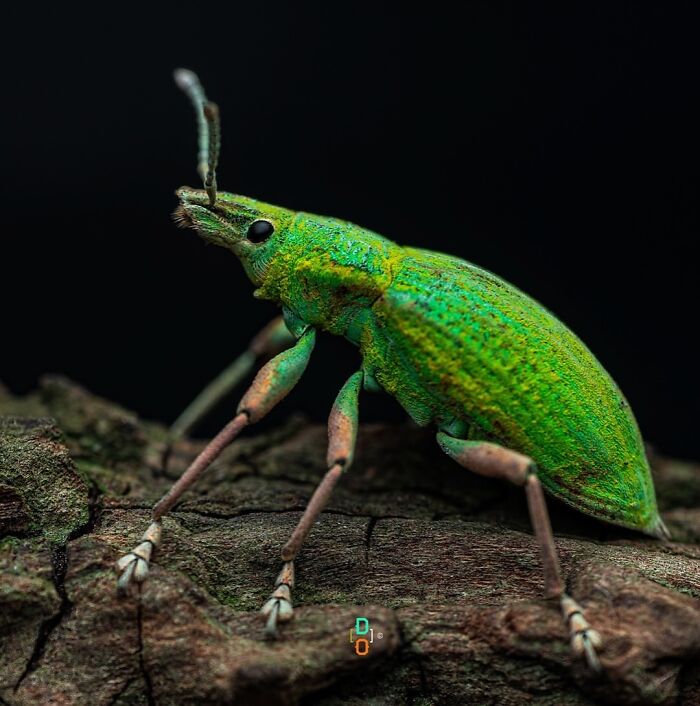 Close-up macro photo of a vibrant green insect on rough bark showcasing incredible insect details and textures