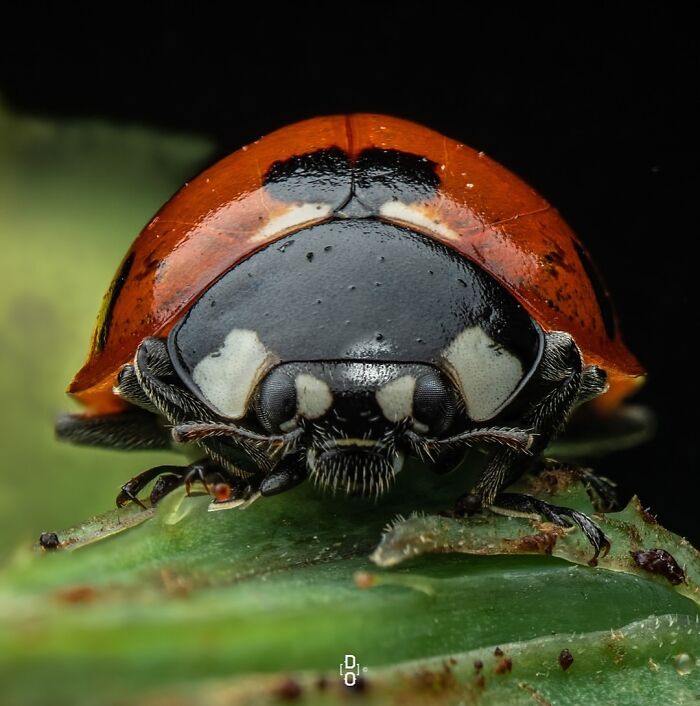 Macro close-up of a ladybug on a green leaf showcasing detailed insect features in incredible macro photography.