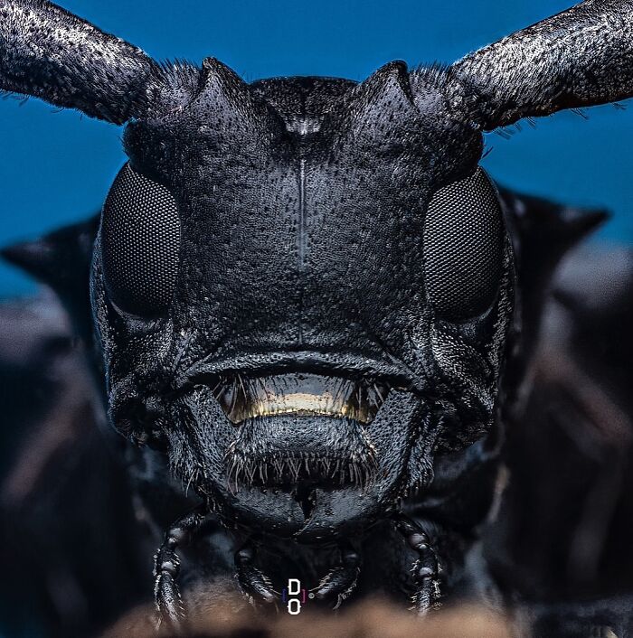 Extreme close-up macro photo of a black insect showing detailed eyes and textured exoskeleton against a blue background.