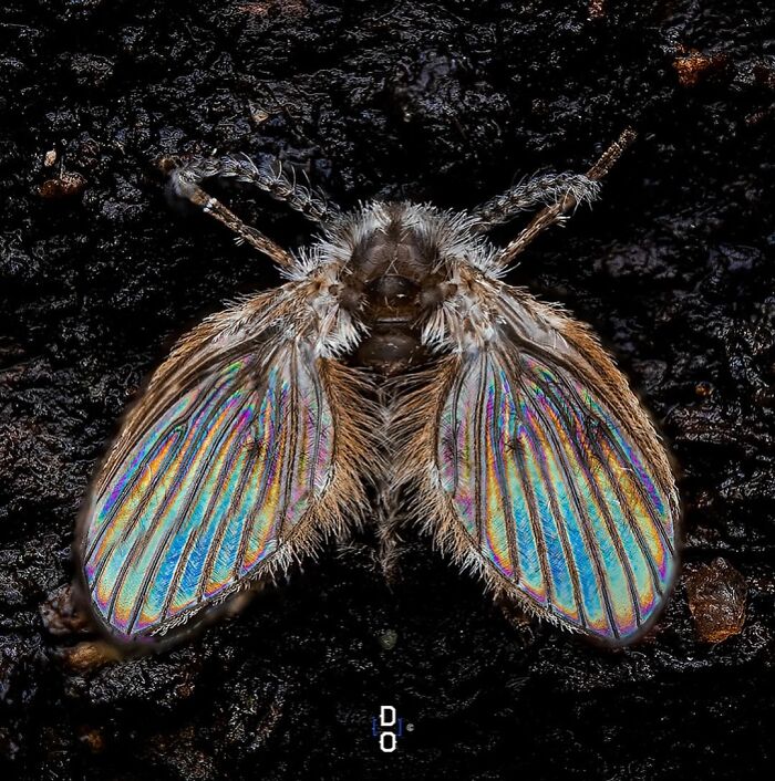 Macro photo of an iridescent-winged insect on dark textured ground showing incredible insect details.
