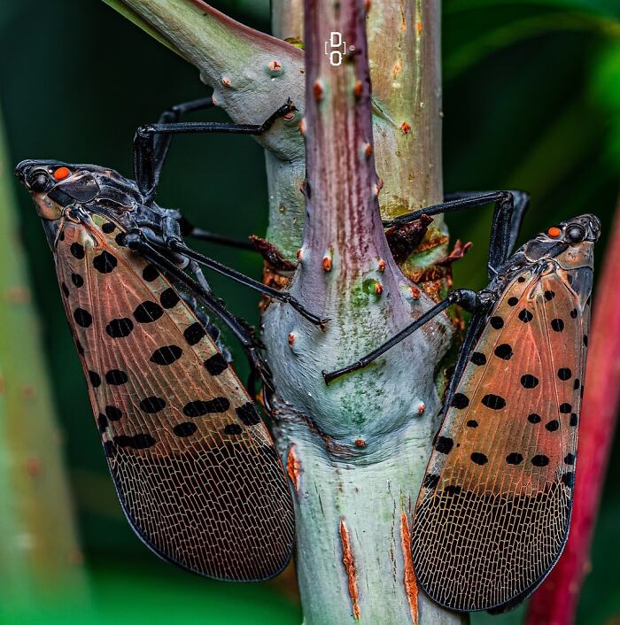 Macro photo of two spotted insects with intricate wing patterns and bright red eyes clinging to a plant stem.