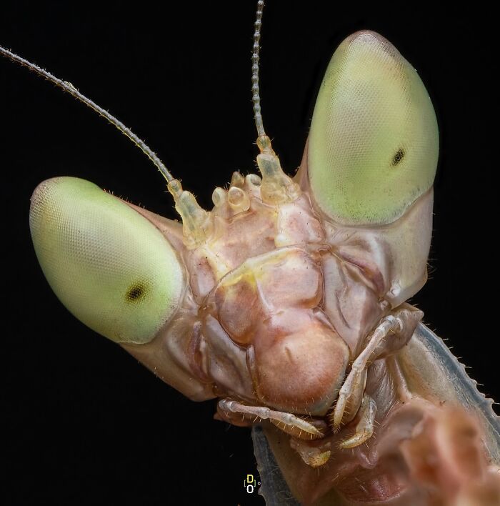 Extreme macro photo showing detailed close-up of a praying mantis face revealing intricate insect features and texture.