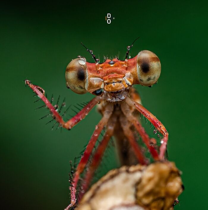 Close-up macro photo of an insect showcasing vivid details and textures, revealing insects like never before.