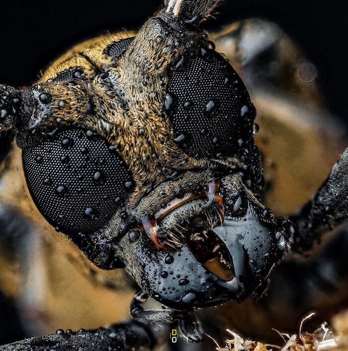 Extreme macro photo of an insect's detailed eye and mouthparts covered in water droplets, revealing intricate textures.