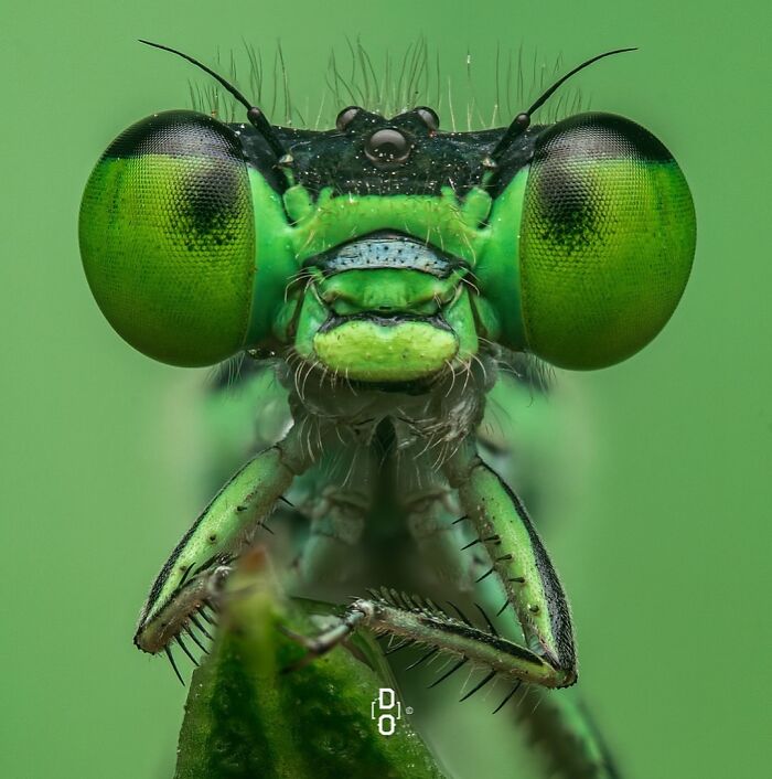 Extreme close-up macro photo of a green insect showing detailed eyes and facial features with a green background.